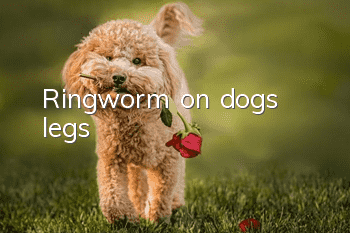 Ringworm on dog’s legs