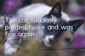 The cat suddenly panted twice and was fine again