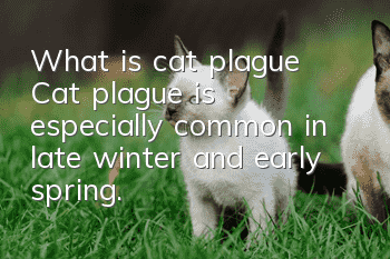 What is cat plague? Cat plague is especially common in late winter and early spring.