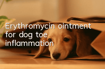 Erythromycin ointment for dog toe inflammation