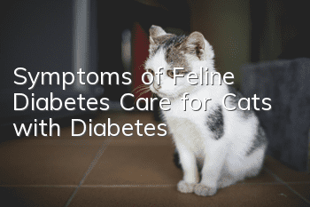 Symptoms of Feline Diabetes Care for Cats with Diabetes