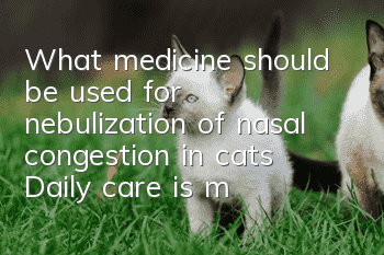 What medicine should be used for nebulization of nasal congestion in cats? Daily care is more important in treating nasal congestion in cats!