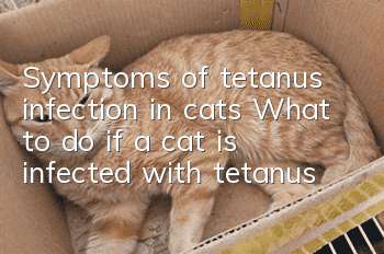 Symptoms of tetanus infection in cats What to do if a cat is infected with tetanus