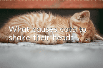 What causes cats to shake their heads?