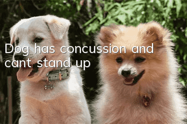 Dog has concussion and can’t stand up