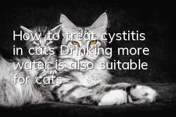 How to treat cystitis in cats? Drinking more water is also suitable for cats