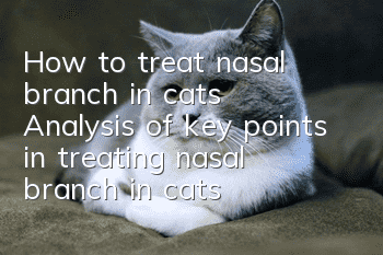 How to treat nasal branch in cats? Analysis of key points in treating nasal branch in cats