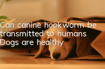 Can canine hookworm be transmitted to humans? Dogs are healthy!