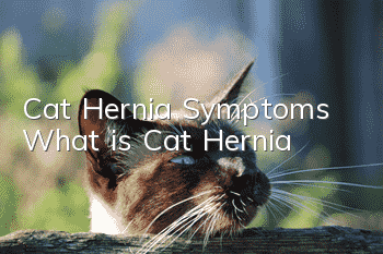 Cat Hernia Symptoms What is Cat Hernia?