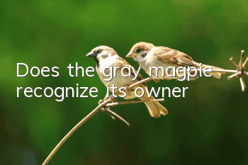 Does the gray magpie recognize its owner?