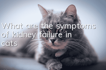 What are the symptoms of kidney failure in cats?
