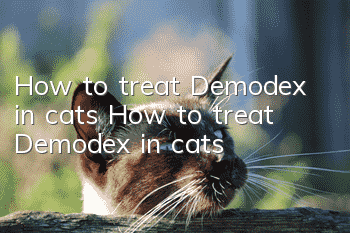 How to treat Demodex in cats How to treat Demodex in cats