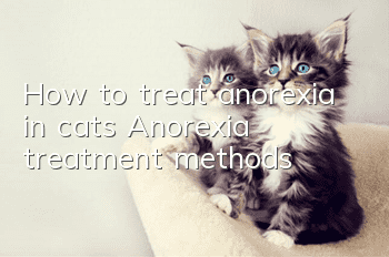 How to treat anorexia in cats Anorexia treatment methods