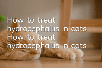 How to treat hydrocephalus in cats How to treat hydrocephalus in cats