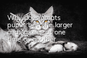 Why does a cat's pupils become larger and smaller at one time or another?