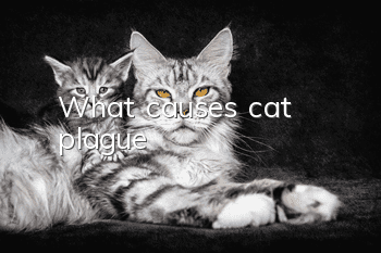 What causes cat plague?