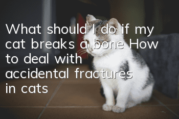 What should I do if my cat breaks a bone? How to deal with accidental fractures in cats