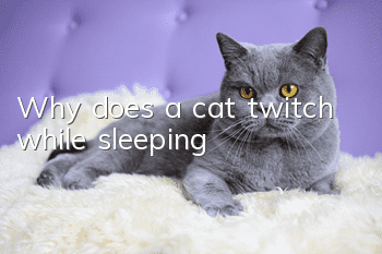 Why does a cat twitch while sleeping?