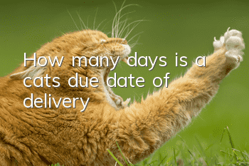 How many days is a cat’s due date of delivery?