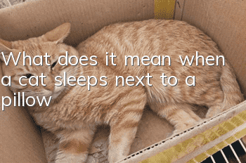 What does it mean when a cat sleeps next to a pillow?