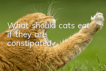 What should cats eat if they are constipated?