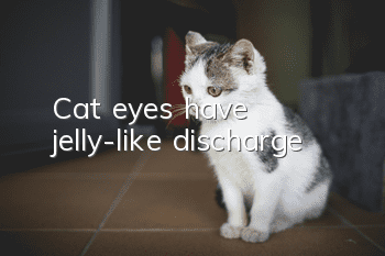 Cat eyes have jelly-like discharge