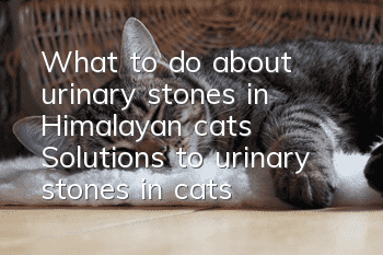What to do about urinary stones in Himalayan cats? Solutions to urinary stones in cats