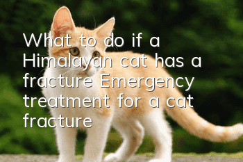 What to do if a Himalayan cat has a fracture? Emergency treatment for a cat fracture