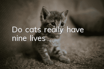 Do cats really have nine lives?