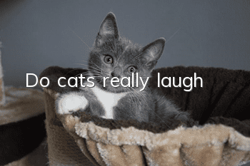 Do cats really laugh?