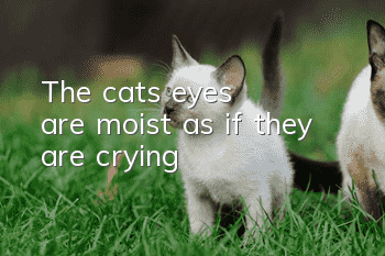 The cat's eyes are moist as if they are crying