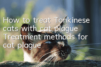 How to treat Tonkinese cats with cat plague? Treatment methods for cat plague