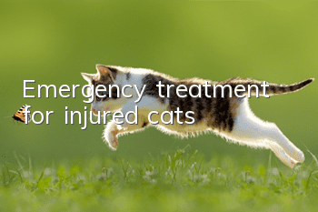 Emergency treatment for injured cats