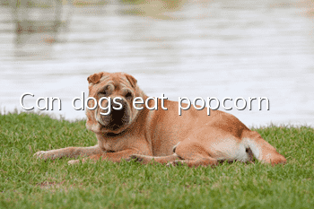 Can dogs eat popcorn?