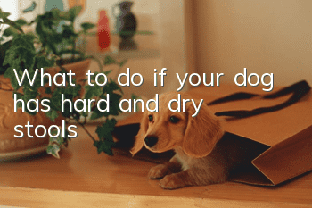 What to do if your dog has hard and dry stools