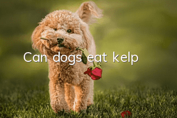 Can dogs eat kelp?