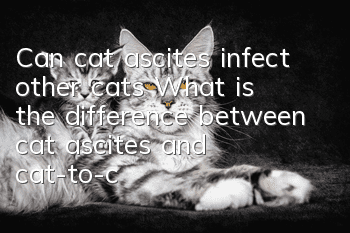 Can cat ascites infect other cats? What is the difference between cat ascites and cat-to-cat transmission?