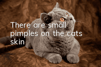 There are small pimples on the cat’s skin