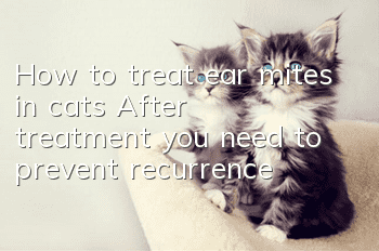 How to treat ear mites in cats? After treatment, you need to prevent recurrence