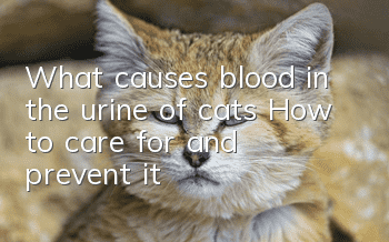 What causes blood in the urine of cats? How to care for and prevent it?