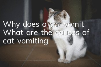 Why does a cat vomit? What are the causes of cat vomiting?