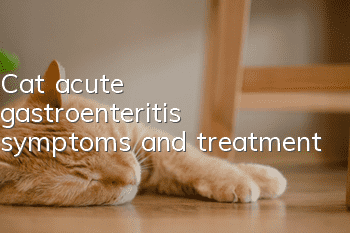 Cat acute gastroenteritis symptoms and treatment