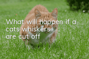 What will happen if a cat's whiskers are cut off?