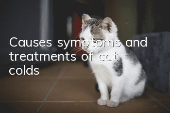 Causes, symptoms and treatments of cat colds