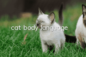 cat body language