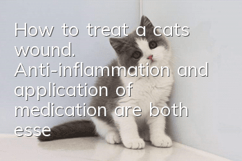 How to treat a cat’s wound. Anti-inflammation and application of medication are both essential.