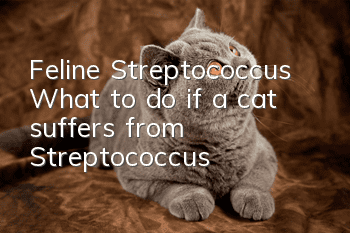 Feline Streptococcus What to do if a cat suffers from Streptococcus
