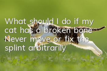 What should I do if my cat has a broken bone? Never move or fix the splint arbitrarily