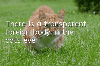 There is a transparent foreign body in the cat’s eye