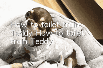 How to toilet train Teddy? How to toilet train Teddy!